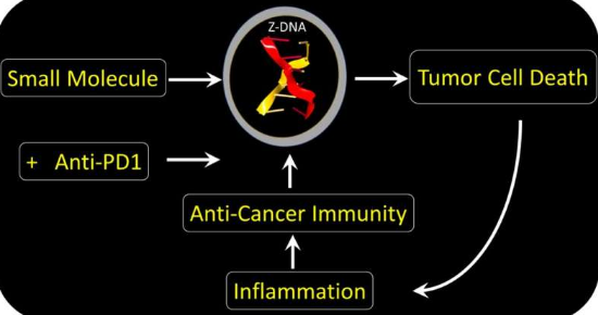 一種治療抗性腫瘤的新方法針對特定的細(xì)胞死亡途徑