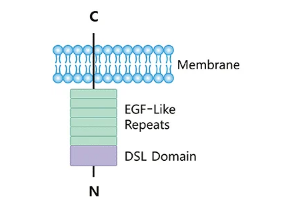 針對各種潛在肺癌治療的 DLL-3