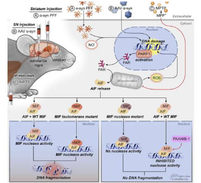 化學(xué)抑制劑阻斷了帕金森癥狀小鼠細胞死亡的最終途徑