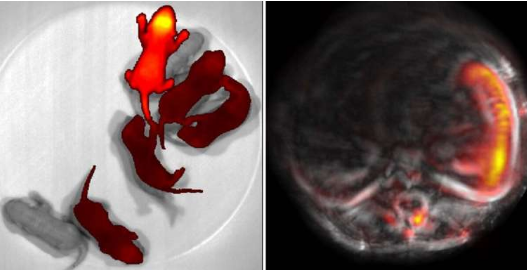 變色小鼠模型使研究人員能夠無創(chuàng)地研究深層組織