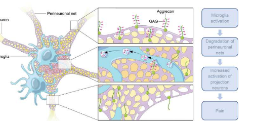 發(fā)現(xiàn)神經(jīng)損傷后脊髓中小膠質(zhì)細(xì)胞的激活導(dǎo)致疼痛過敏