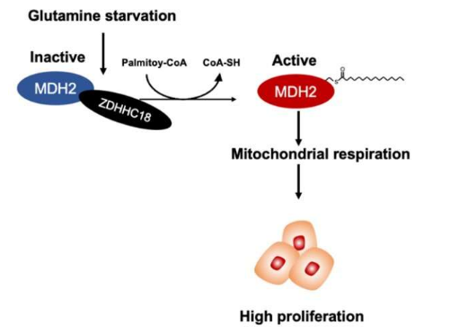 ZDHHC18 對 MDH2 的棕櫚?；せ罹€粒體呼吸并加速卵巢癌的生長