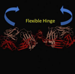 抗體結(jié)構(gòu)可能是更有效癌癥治療的關(guān)鍵