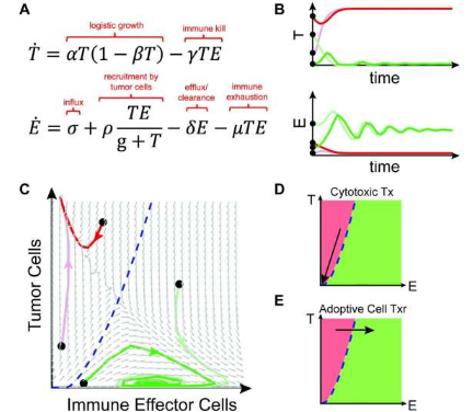 研究人員使用數(shù)學模型來解釋免疫治療反應(yīng)
