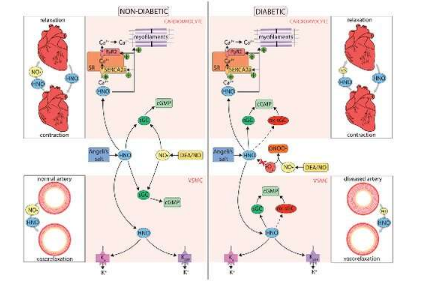 Nitroxyl 可能是治療 2 型糖尿病心血管急癥的有前途的治療干預(yù)措施