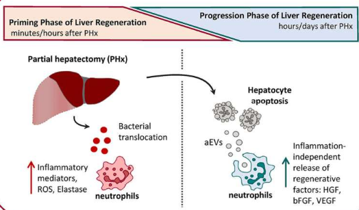 研究確定了免疫細(xì)胞在肝再生中的新作用