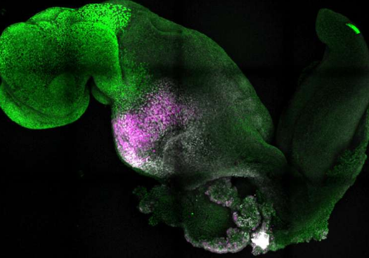 研究人員培育出具有大腦和跳動(dòng)心臟的合成胚胎