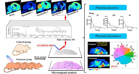 表征大腦微區(qū)藥代動力學(xué)和藥效學(xué)的方法