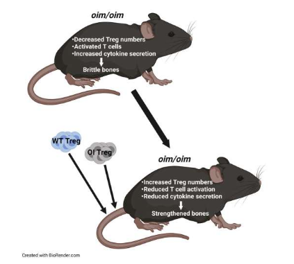 Treg細胞移植在小鼠模型中證明對治療脆性骨病有效