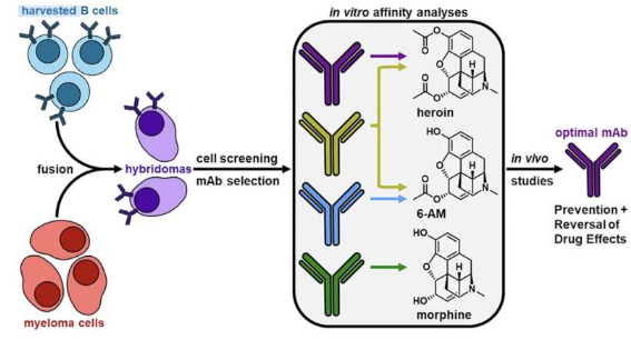抗體減弱了海洛因的殺傷力 為有前途的新療法鋪平了道路