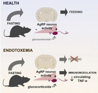 誘使大腦認為它正在禁食可以更好地應(yīng)對炎癥