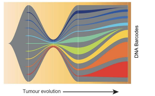 DNA條形碼揭示了癌細(xì)胞逃避免疫系統(tǒng)的能力