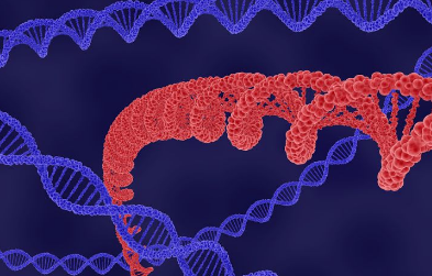 新型支鏈可電離脂質(zhì)大大提高了 mRNA 遞送的效率