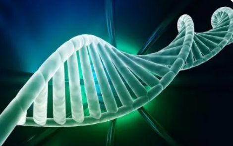 尼羅河大鼠的高質(zhì)量參考基因組組裝有助于糖尿病研究