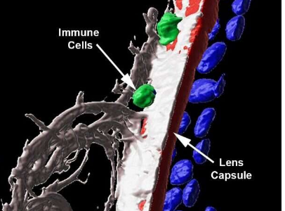 免疫細胞在保護眼睛方面的作用可能比我們想象的要多得多