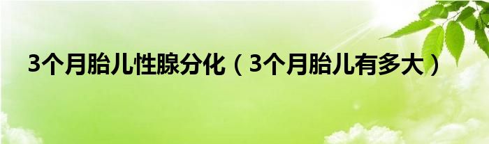 3個(gè)月胎兒性腺分化（3個(gè)月胎兒有多大）