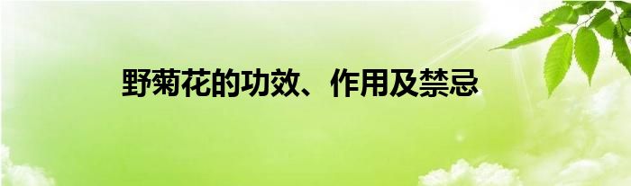 野菊花的功效、作用及禁忌