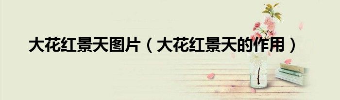 大花紅景天圖片（大花紅景天的作用）