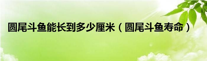 圓尾斗魚能長(zhǎng)到多少厘米（圓尾斗魚壽命）