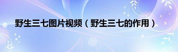 野生三七圖片視頻（野生三七的作用）