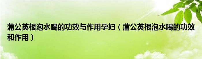 蒲公英根泡水喝的功效與作用孕婦（蒲公英根泡水喝的功效和作用）