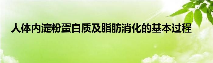 人體內(nèi)淀粉蛋白質(zhì)及脂肪消化的基本過(guò)程