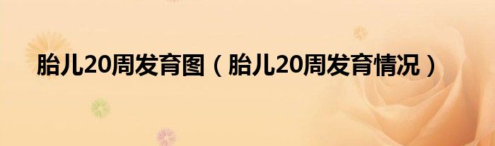 胎兒20周發(fā)育圖（胎兒20周發(fā)育情況）