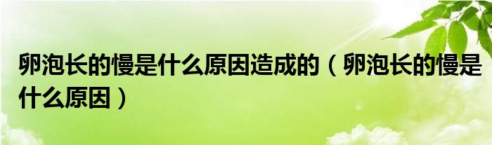 卵泡長(zhǎng)的慢是什么原因造成的（卵泡長(zhǎng)的慢是什么原因）