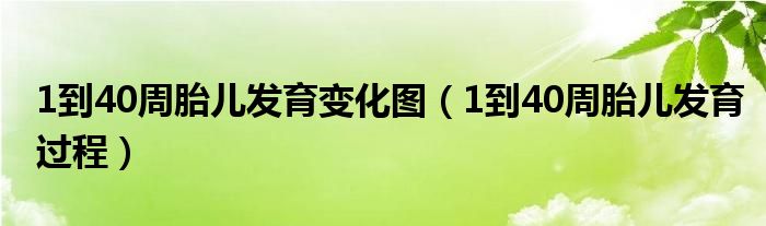 1到40周胎兒發(fā)育變化圖（1到40周胎兒發(fā)育過(guò)程）