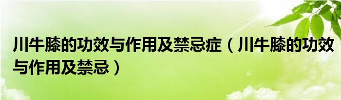 川牛膝的功效與作用及禁忌癥（川牛膝的功效與作用及禁忌）