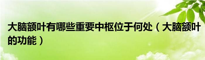 大腦額葉有哪些重要中樞位于何處（大腦額葉的功能）