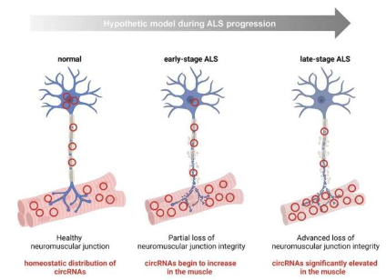 人類(lèi) ALS 骨骼肌的轉(zhuǎn)錄組學(xué)分析揭示了 circRNA 失調(diào)的疾病特異性模式