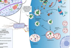 UIC科學家找到更好地靶向細胞蛋白質的新方法