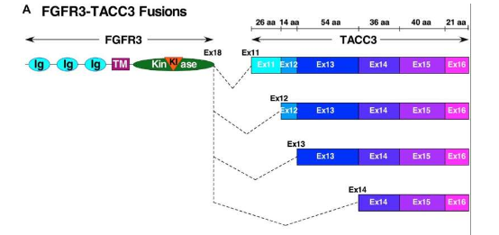 致癌驅(qū)動(dòng)因子 FGFR3-TACC3 需要 5 個(gè)卷曲螺旋七肽用于激活和二硫鍵用于穩(wěn)定
