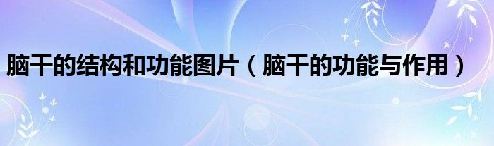 腦干的結(jié)構(gòu)和功能圖片（腦干的功能與作用）