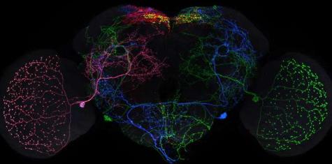 團隊發(fā)布 74,000 張果蠅大腦圖像用于神經科學研究