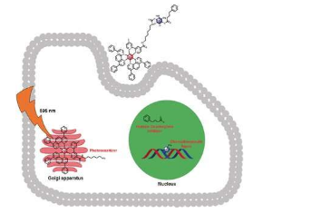 化學(xué)療法和光動(dòng)力療法結(jié)合在一種藥物中以對(duì)抗耐藥性癌癥