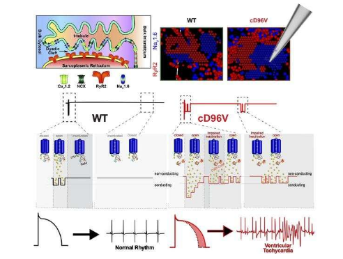研究揭示了對(duì)某些心律失常原因的新見解
