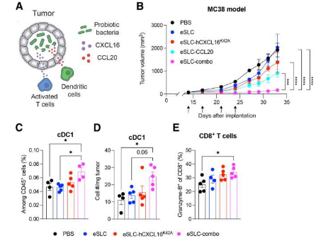 工程細菌發(fā)現(xiàn)腫瘤 然后提醒免疫細胞