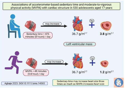 久坐時間可能會顯著增加青少年心臟的大小