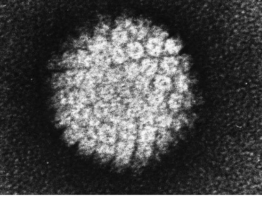 研究發(fā)現(xiàn)人們對 HPV 與宮頸癌之間聯(lián)系的認識有所下降