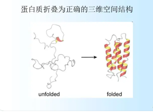 細(xì)胞外伴侶介導(dǎo)錯(cuò)誤折疊蛋白的溶酶體降解