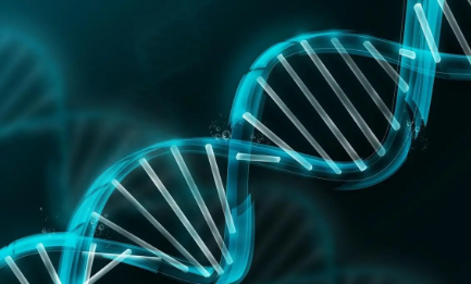 研究人員制作了 DNA 損傷反應(yīng)中蛋白質(zhì)組裝的多尺度圖譜