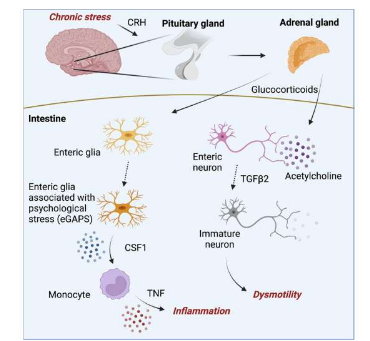 小鼠免疫系統(tǒng)和大腦之間的聯(lián)系可以解釋為什么壓力會(huì)加重腸道炎癥
