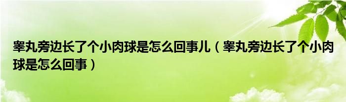 睪丸旁邊長了個(gè)小肉球是怎么回事兒（睪丸旁邊長了個(gè)小肉球是怎么回事）