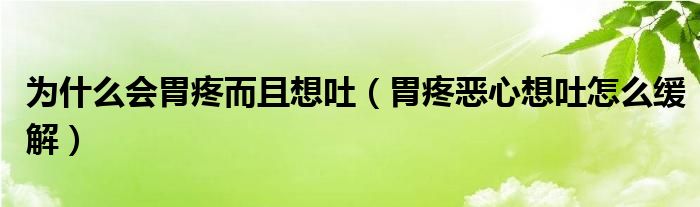 為什么會胃疼而且想吐（胃疼惡心想吐怎么緩解）