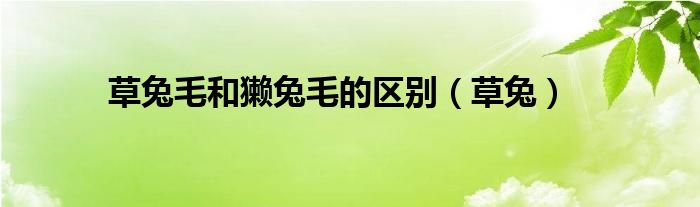 草兔毛和獺兔毛的區(qū)別（草兔）