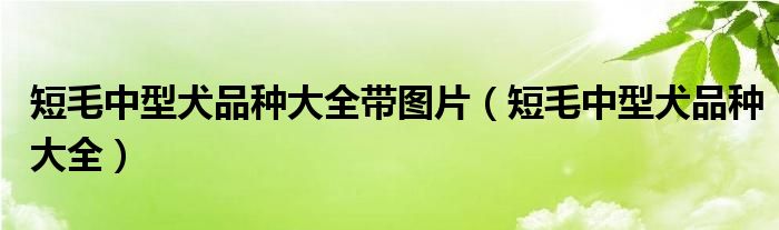 短毛中型犬品種大全帶圖片（短毛中型犬品種大全）