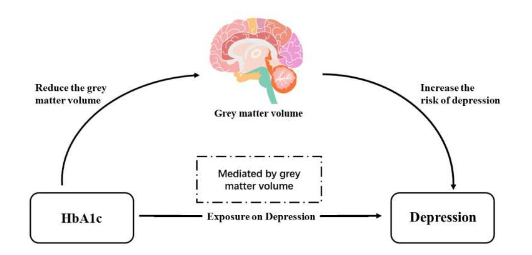 血糖對抑郁風險的影響：深入了解大腦灰質體積的作用