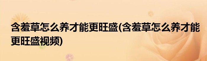 含羞草怎么養(yǎng)才能更旺盛(含羞草怎么養(yǎng)才能更旺盛視頻)